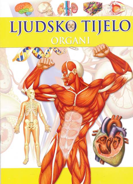 Ljudsko tijelo - ORGANI